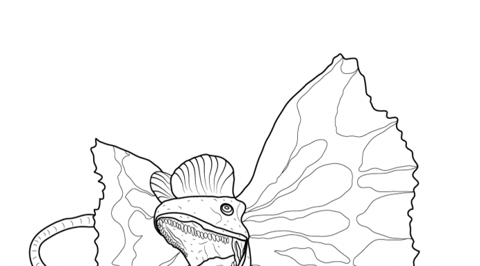 Colouring Pages - zoonki.com