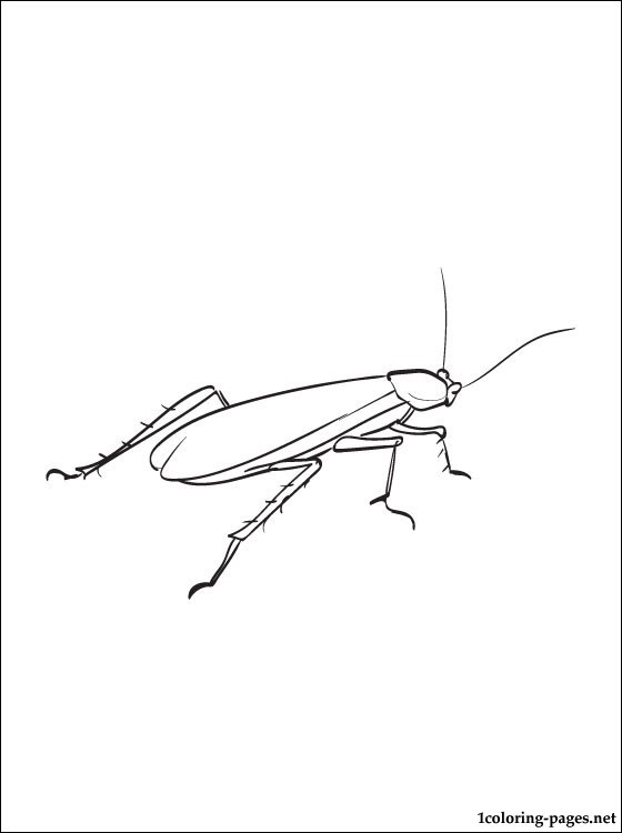 Cockroach coloring drawing | Coloring pages