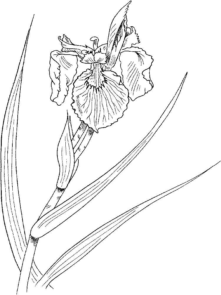 Iris Flower coloring pages. Download and print Iris Flower ...