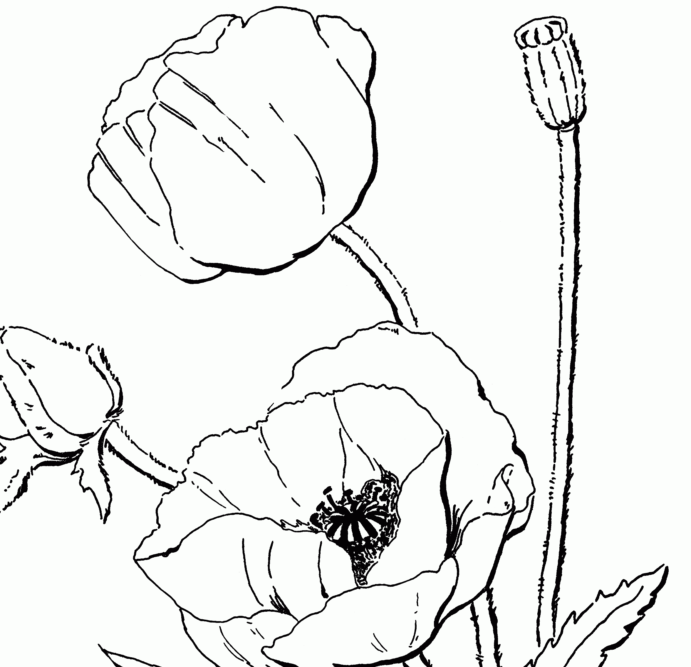 Poppy Coloring Page for Adults! - The Graphics Fairy
