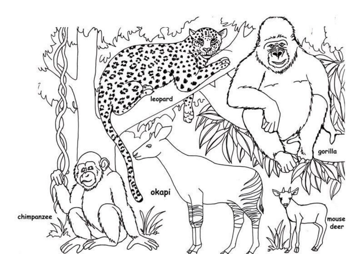 Get Birds Of Africa Coloring Pages Download And Print For Free ...