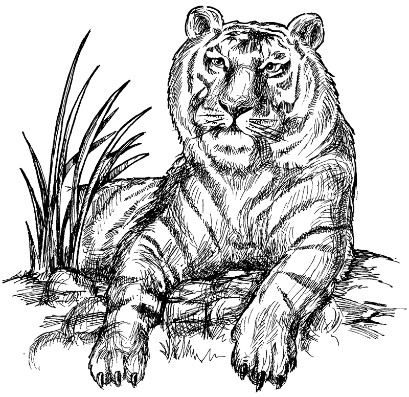 Siberean Tiger coloring page - Animals Town - animals color sheet ...