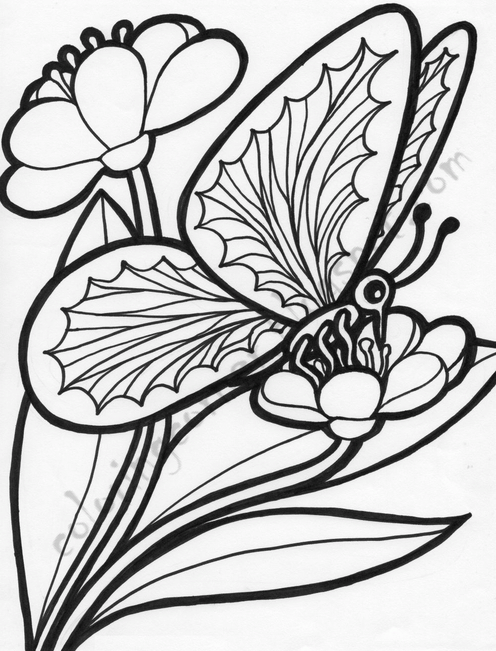 butterfly-on-a-flower-coloring-page-coloring-home