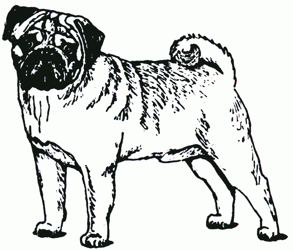 Pug - Coloring Pages for Kids and for Adults