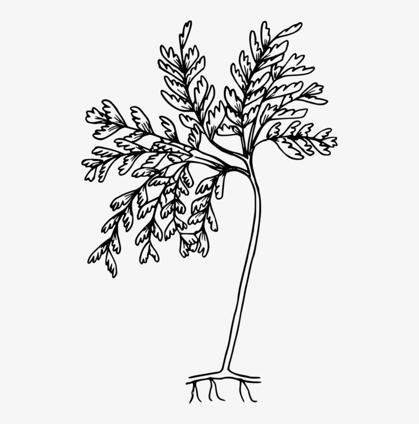 Drawing Black And White Fern Coloring Book Line Art - Coloring Pages -  502x750 PNG Download - PNGkit