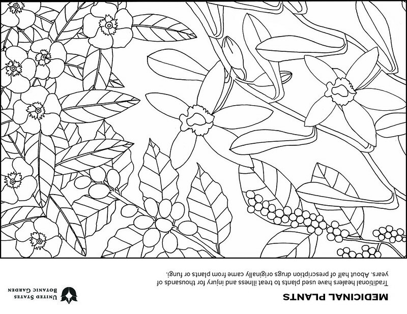 Color Our Collections - USBG Coloring Book | United States Botanic Garden