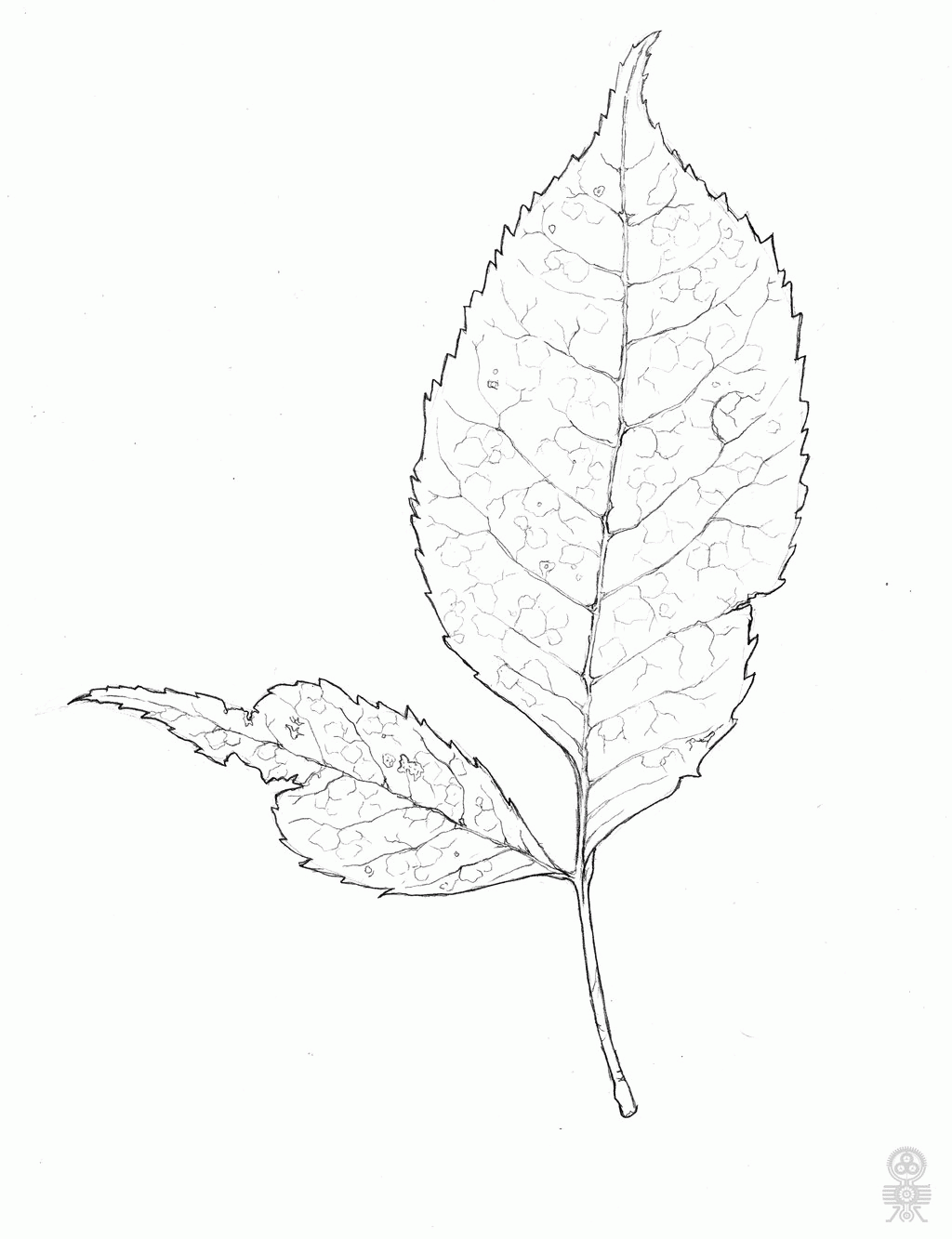 Download Botany Coloring Pages - Coloring Home