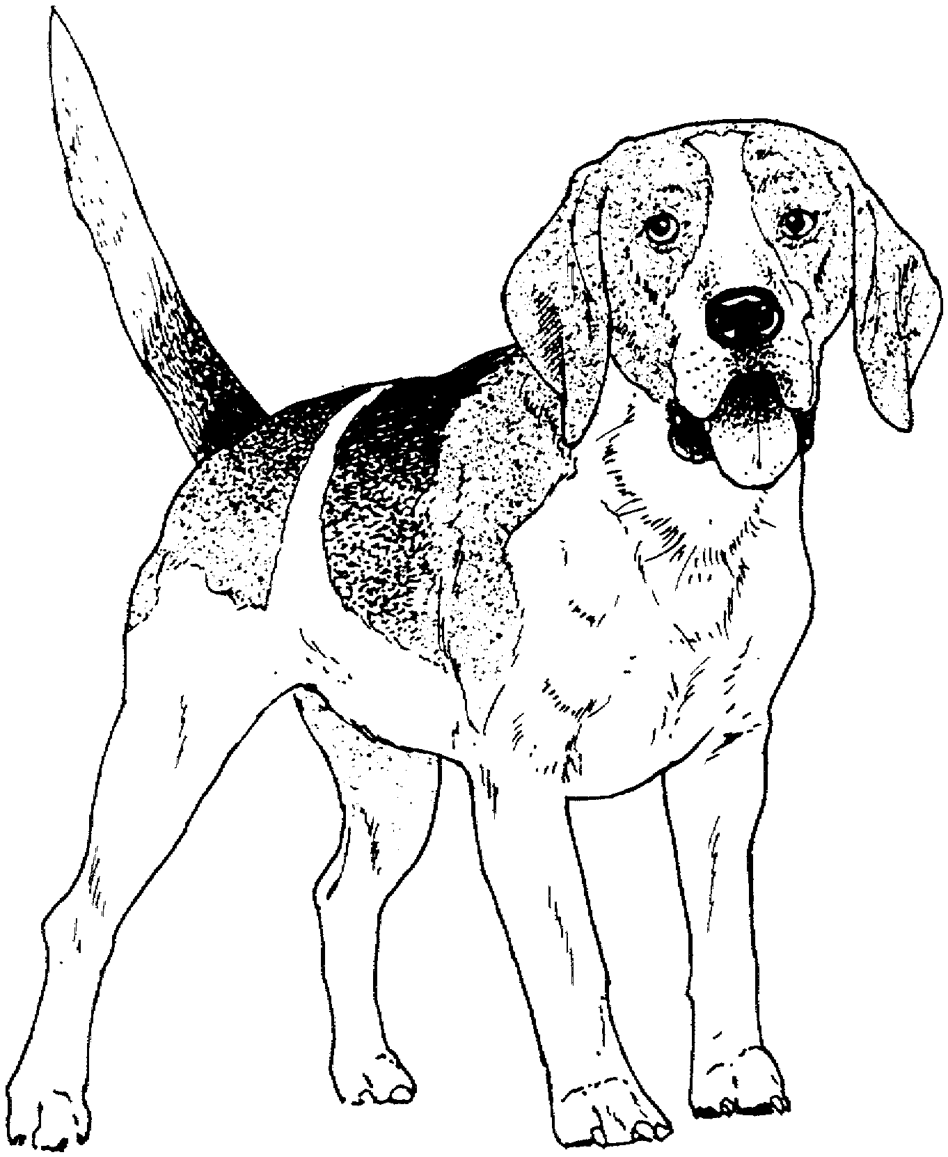 Realistic Puppy Coloring Pages Coloring Home