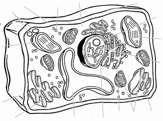 Plant Cell Coloring Pages - Coloring Home