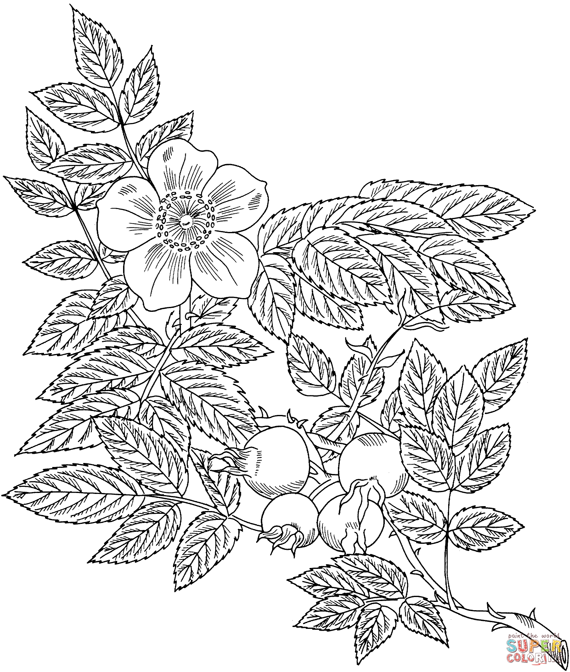 damask rose coloring pages