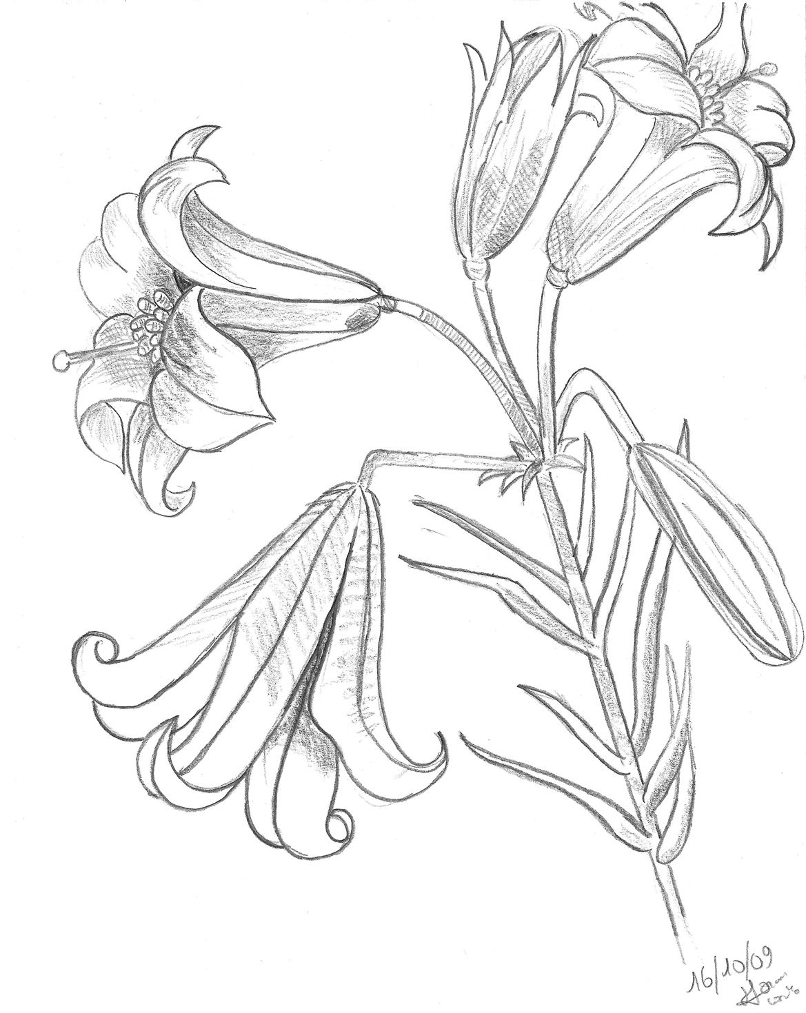 Tiger lily - Coloring Pages & Pictures - IMAGIXS | Lilies ...