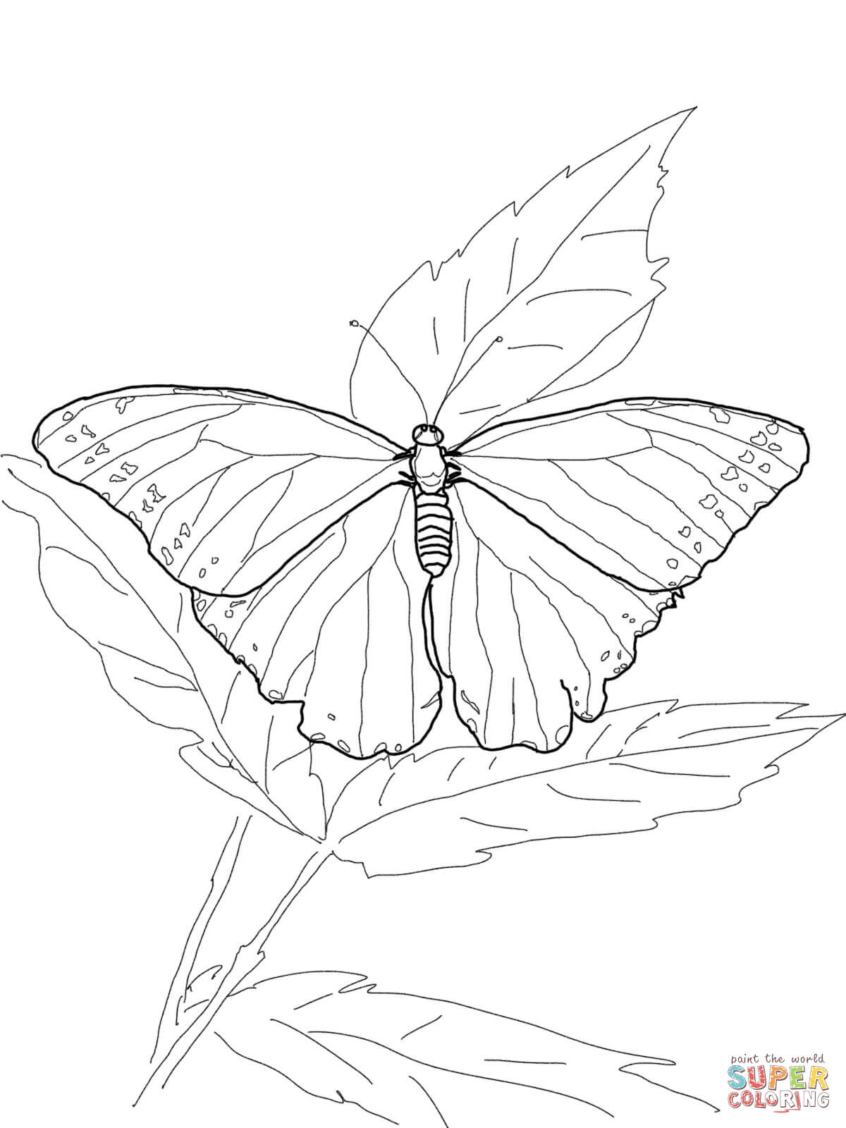 Coloring Pages Butterfly   Coloring Home