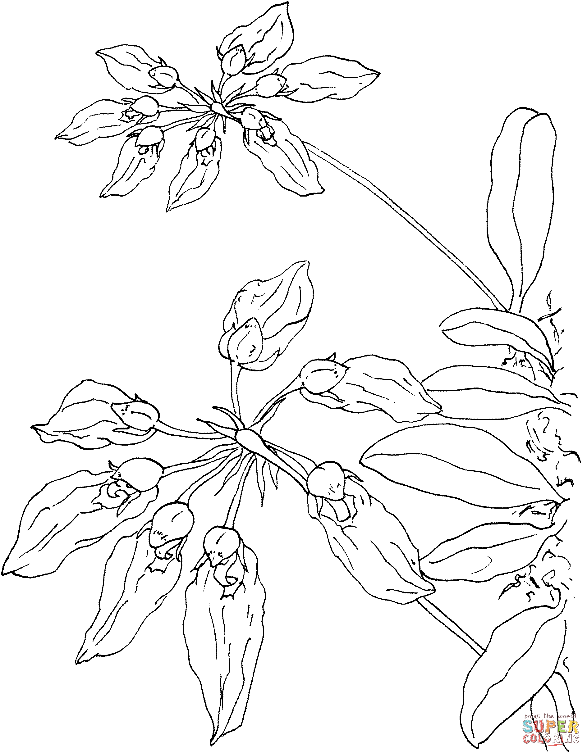 Orchid coloring pages | Free Coloring Pages