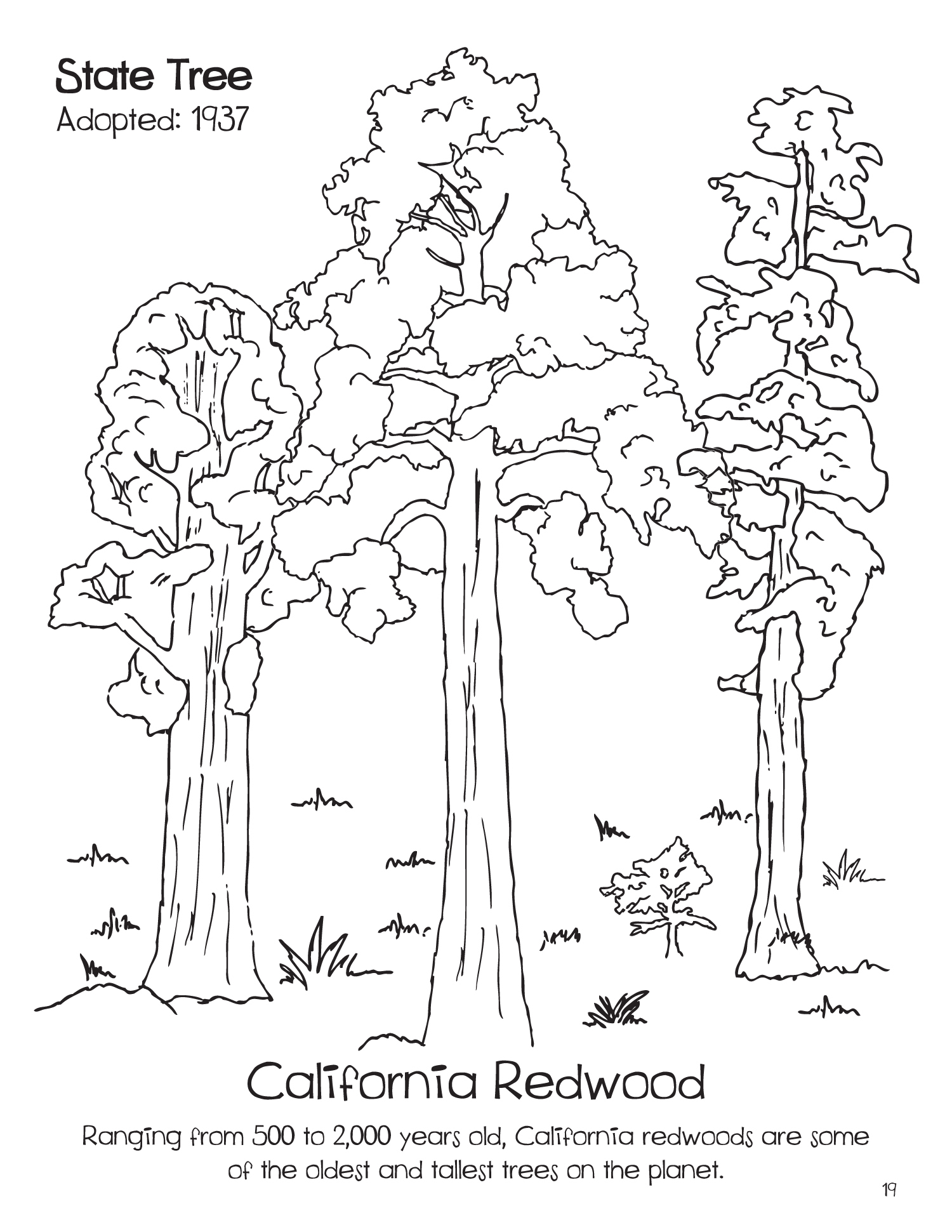 California Redwood coloring sheet | Doodles Ave