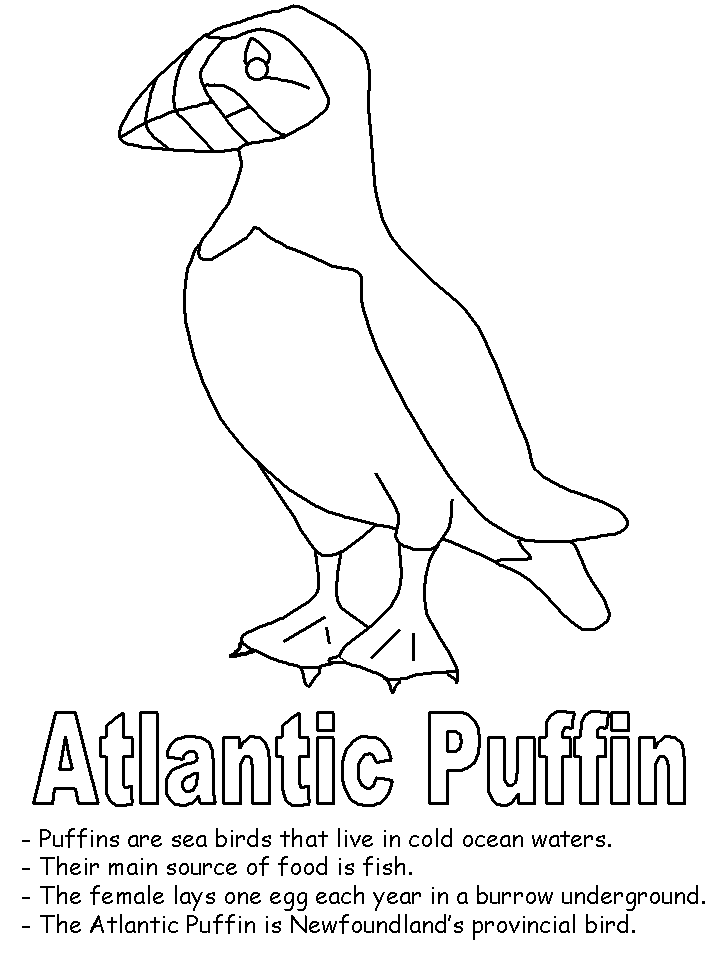 Puffin Coloring Sheet