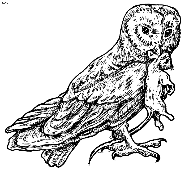 Barn Owl Coloring Page, Printable Barn Owl Coloring Pages