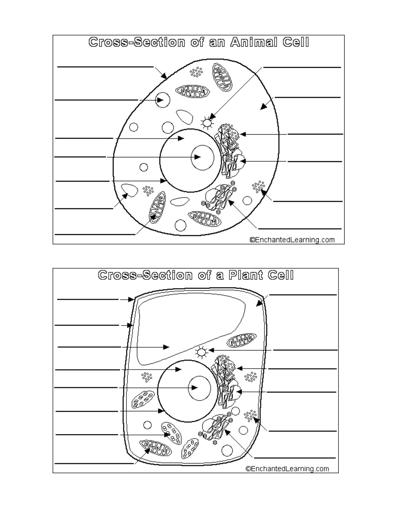 Get Free Animal Vs Plant Cell Coloring Pages, Easy Plant And Within Animal Cell Coloring Worksheet