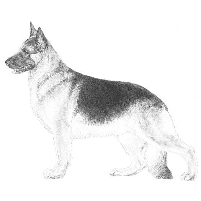 German Shepherd (GSD) Dog Breed Information - American Kennel Club