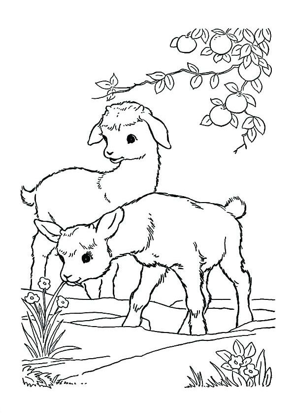 Baby Goat Eating Grass Coloring Page | Horse coloring pages, Baby coloring  pages, Zoo animal coloring pages