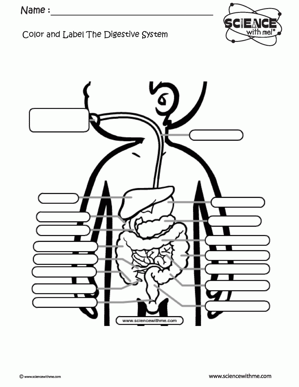 Digestive System Diagram For Kids Worksheet