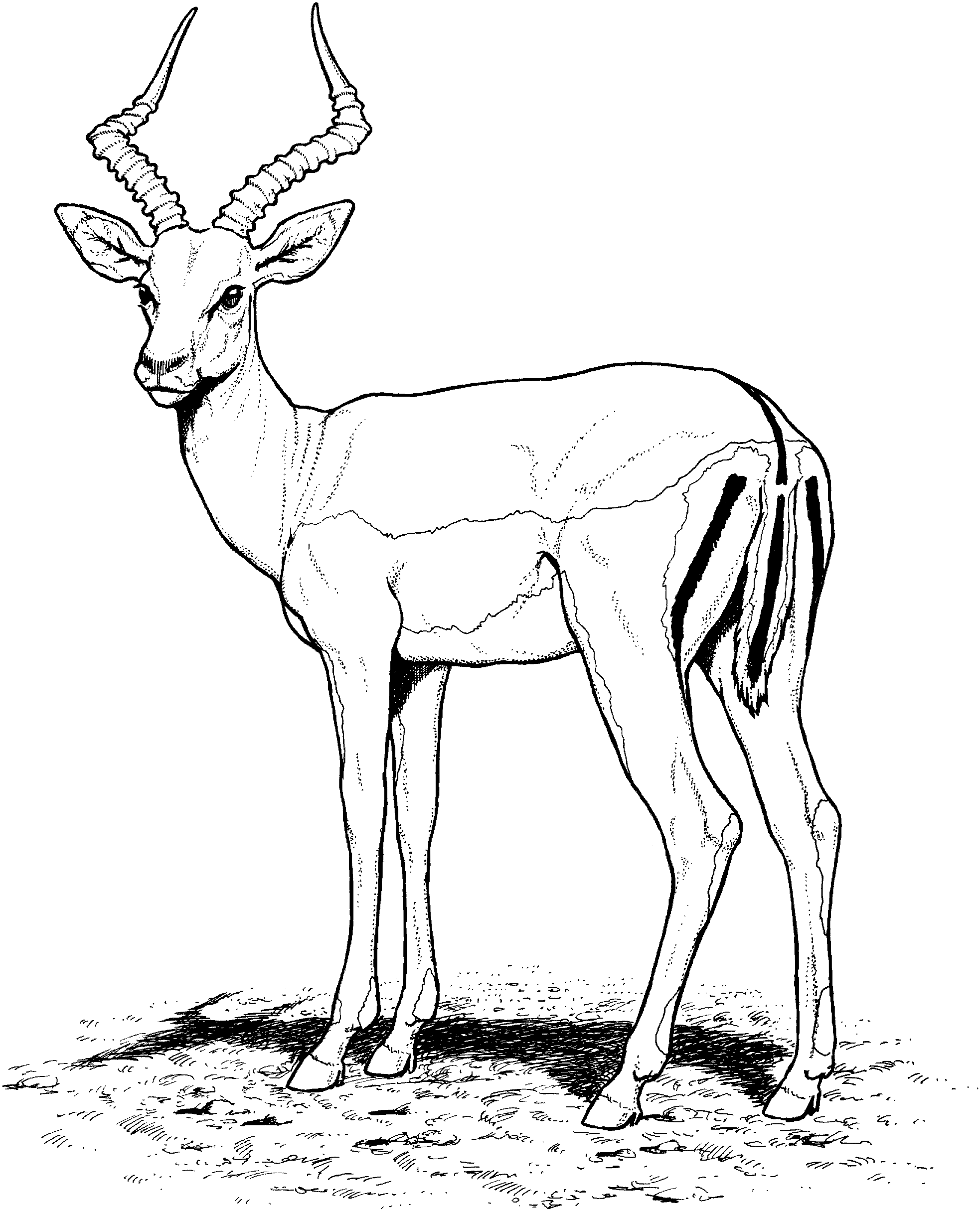 Free Gazelle Coloring Pages