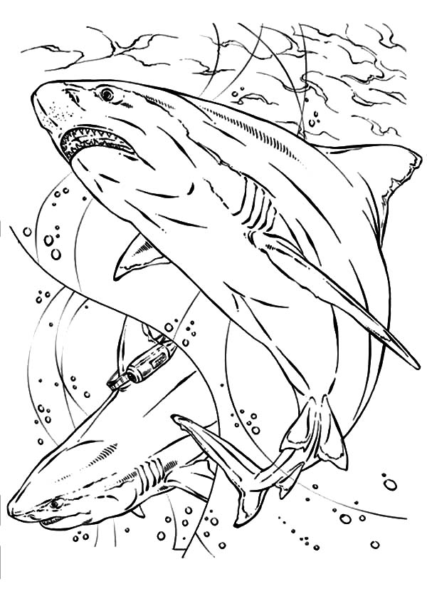 Pin by Nikky H. on write it down | Shark coloring pages, Animal coloring  pages, Horse coloring pages