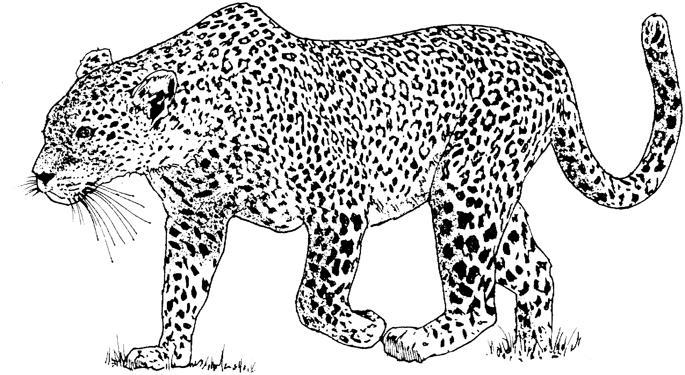 Download Free Leopard Coloring Pages Coloring Home