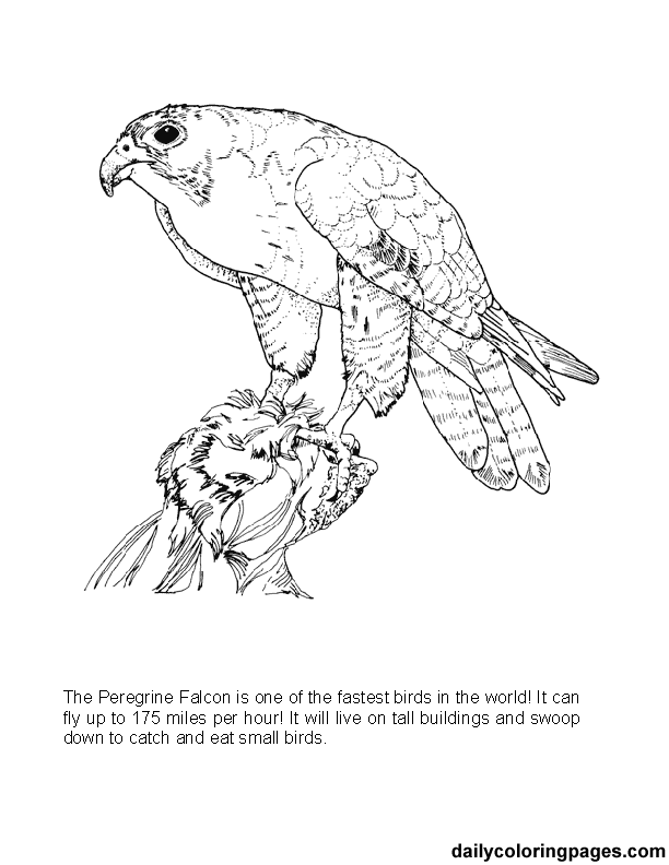 Texas Big Bend Animal Coloring Book Pages | Animal coloring books, Bird coloring  pages, Animal coloring pages