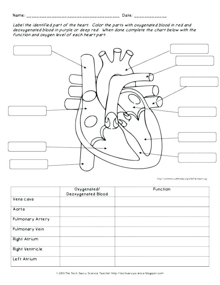 Cardiovascular System Coloring Pages Coloring Home