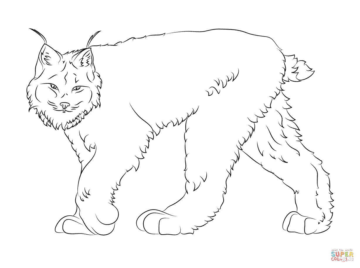Walking Canadian Lynx coloring page | Free Printable Coloring Pages