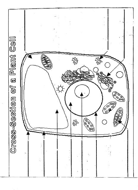 Blank Animal Cell Diagram To Label - Pensandpieces - Coloring Home