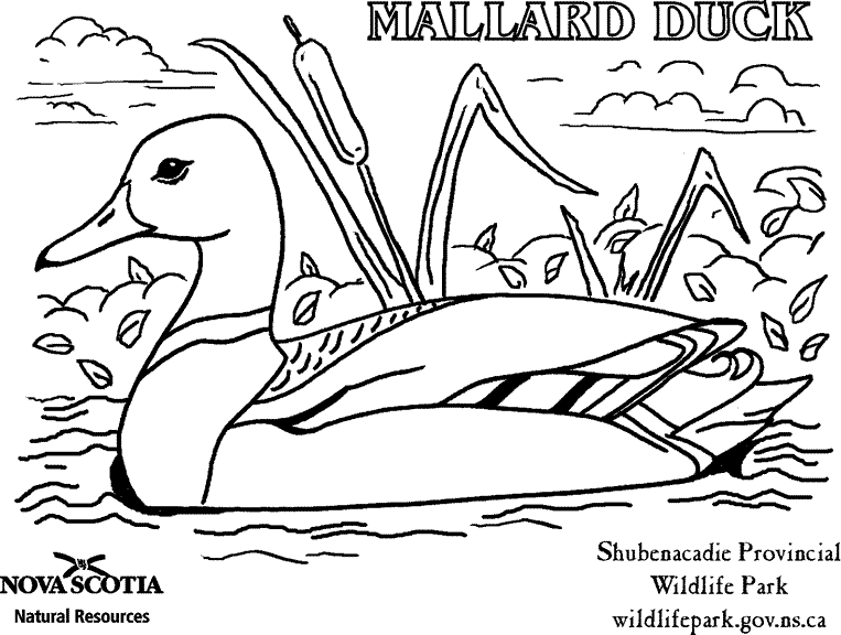 Make Way For Ducklings Coloring Page