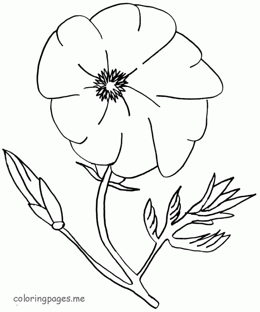 Coloring Pages Poppy Flower   Coloring Home