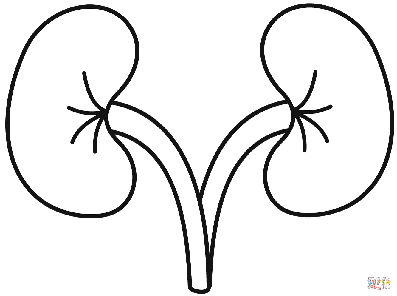 Kidney coloring page | Free Printable Coloring Pages