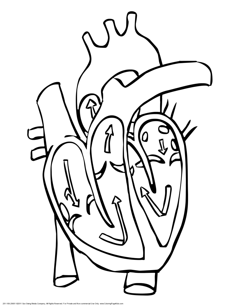 Coloring Page Of Human Heart - High Quality Coloring Pages
