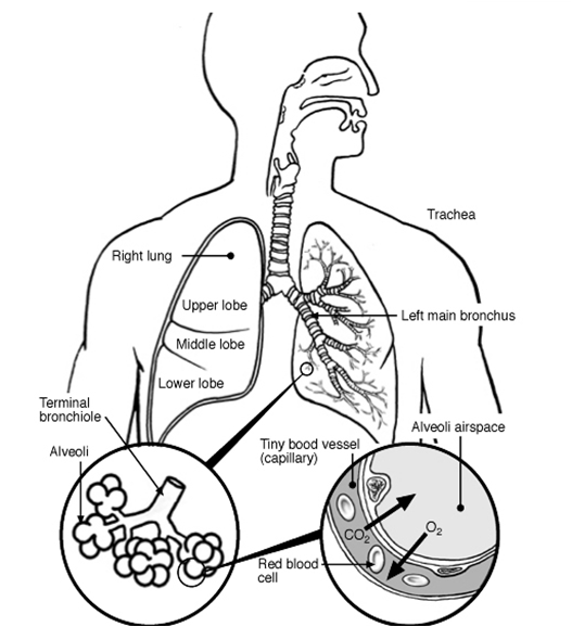 Lung Respiratory System Diagram Sketch Coloring Page