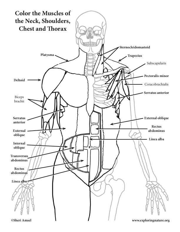Muscles of the Anterior Neck, Chest and Thorax Coloring Page