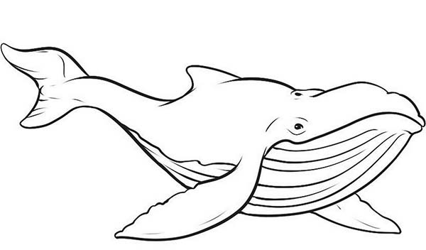 Whale Coloring Pages Gallery - Whitesbelfast