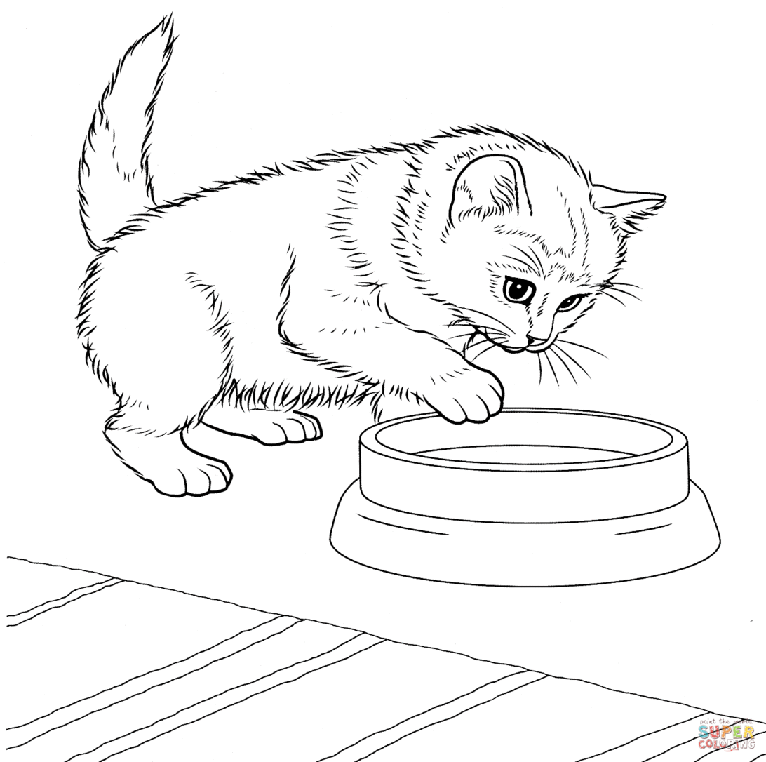 New Coloring Pages  Javanese Kitten Page Kitty Cat Cats ...