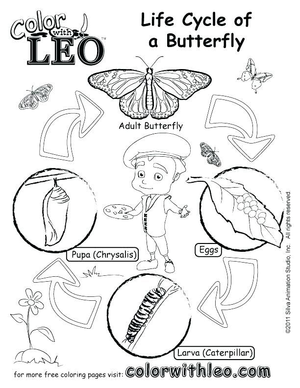Coloring Pages Butterfly Life Cycle - Coloring Home