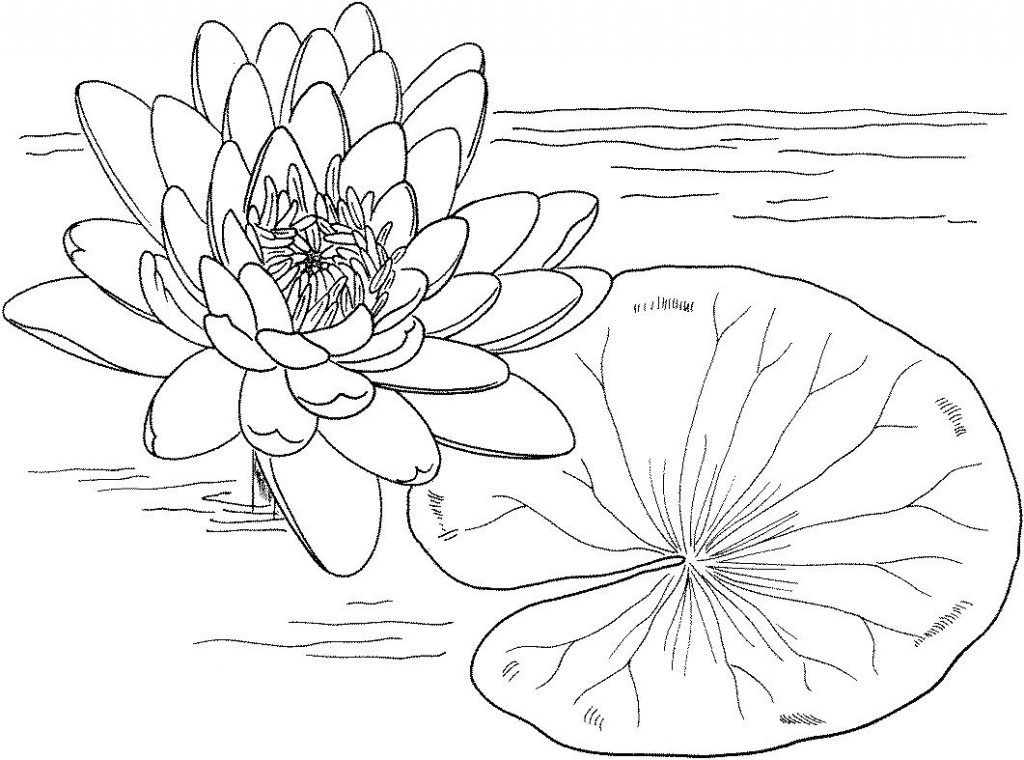 Lily Coloring Pages Frog And Pad Free Printable Water Page ...