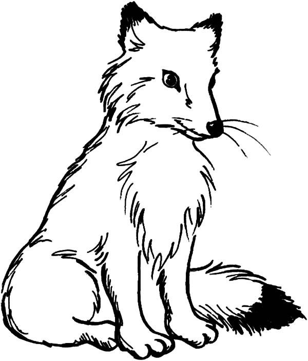 Kindergarten Arctic Fox Coloring Page, Popular Arctic Fox Coloring ...