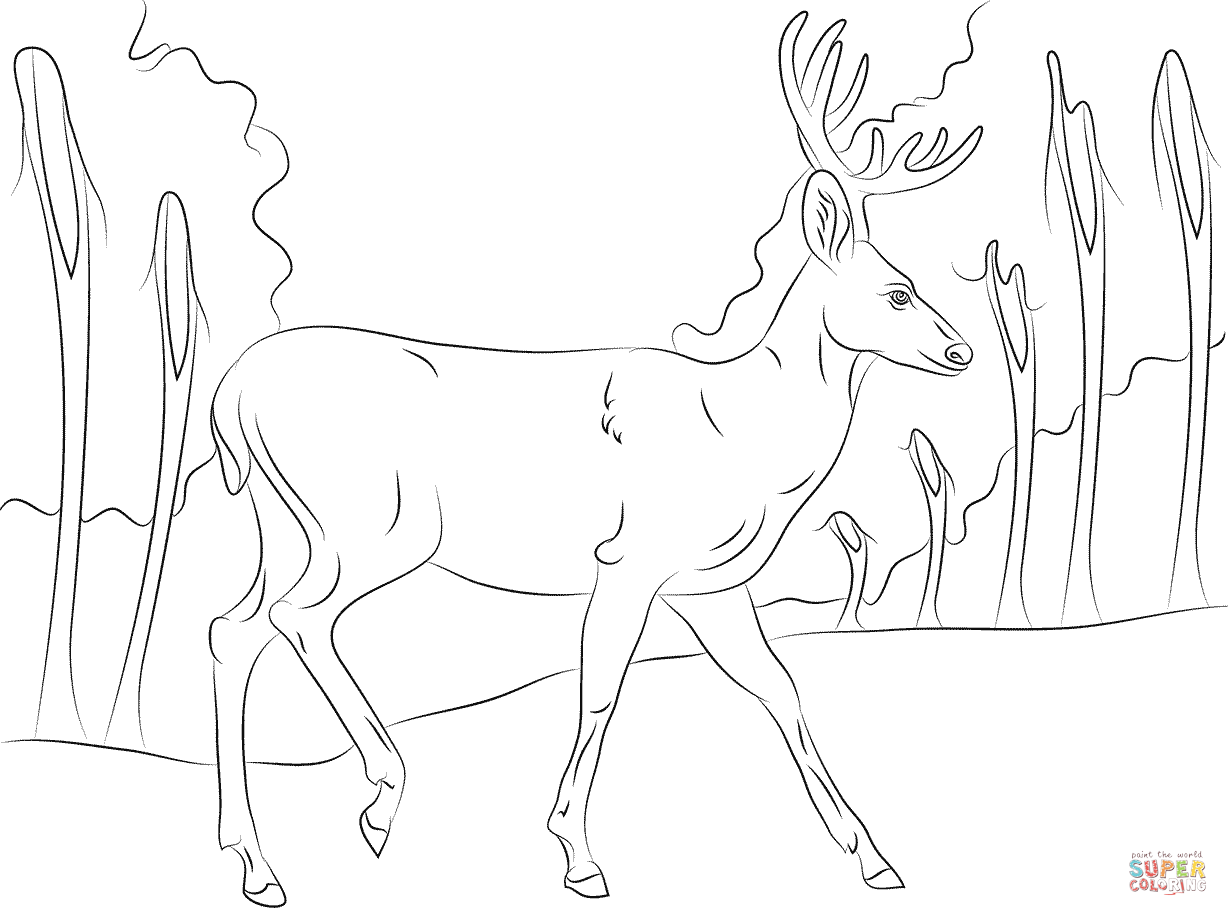 865 Unicorn Mule Deer Coloring Page for Kindergarten