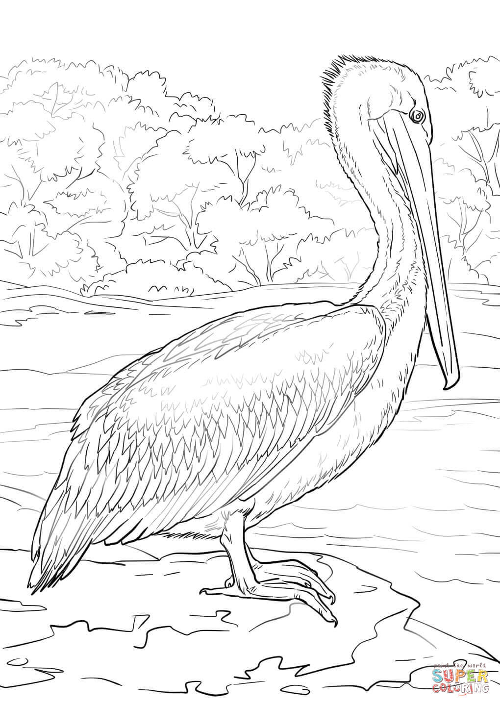Eastern Brown Pelican coloring page | Free Printable Coloring Pages