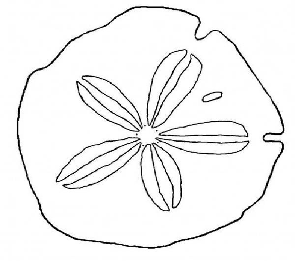 Sand Bucket Coloring Pages Trend - JoBSPapa.com | Sand dollar art, Sand  dollar tattoo, Shell drawing