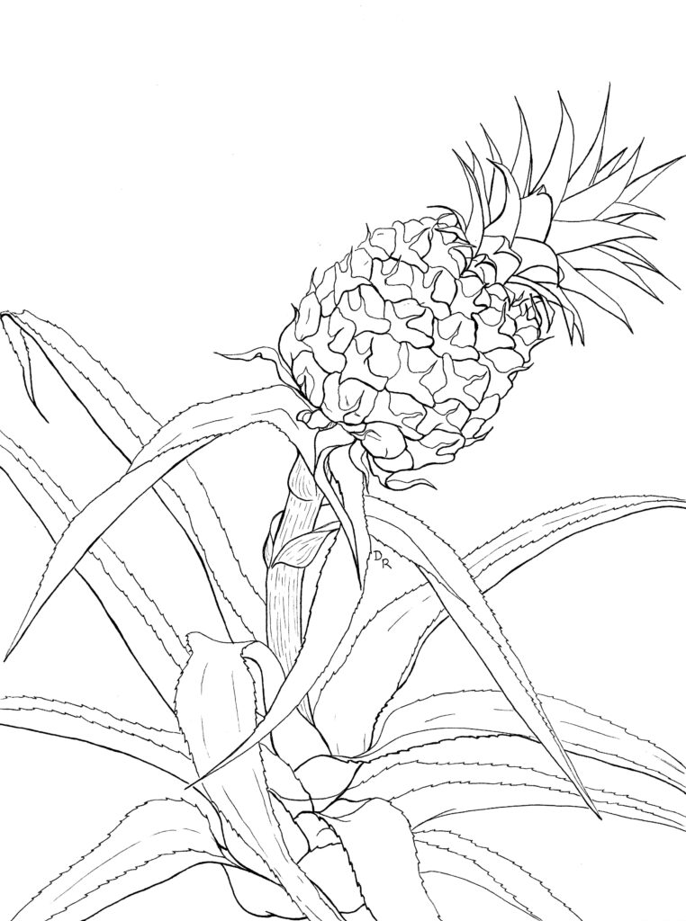 Pineapple plant coloring page + fun facts | Naples Botanical Garden