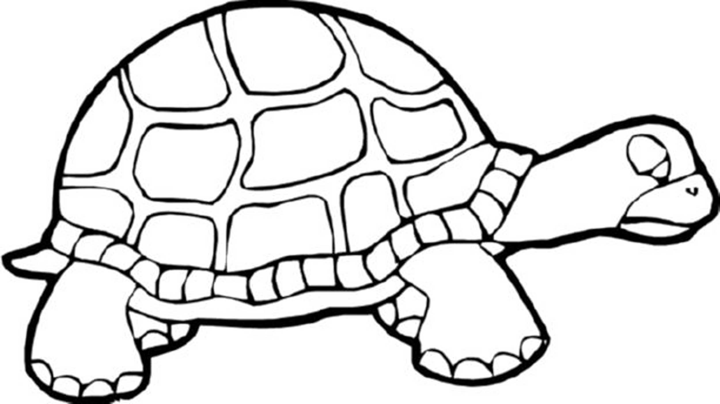 Turtle - Coloring Pages for Kids and for Adults