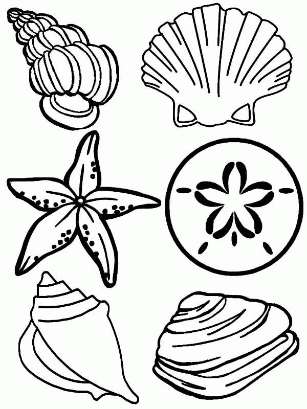Seashell For Kids - Coloring Pages for Kids and for Adults