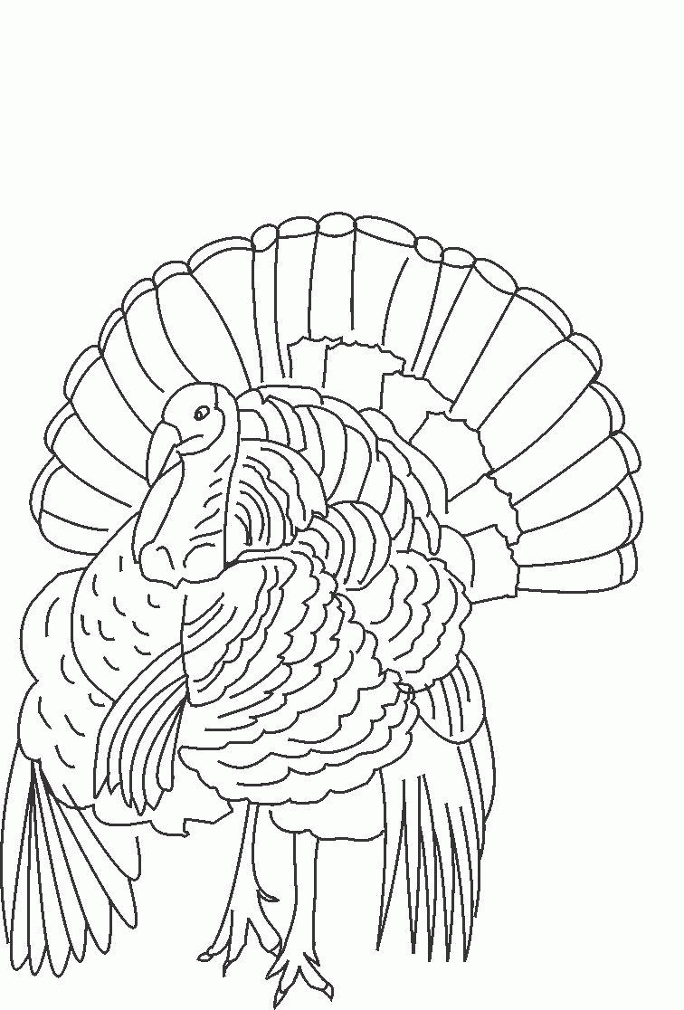 Wild Turkey Coloring Page - Coloring Home