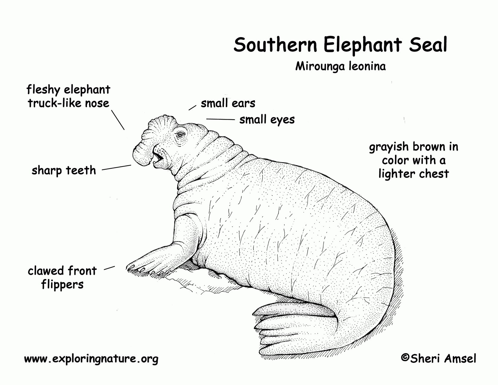 Download Free Coloring Pages Elephant Seal - Coloring Home